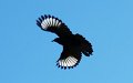 chough 2